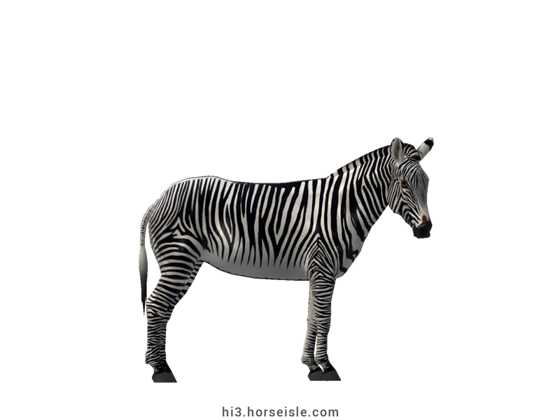 Grevy's Zebra White Striped Coat